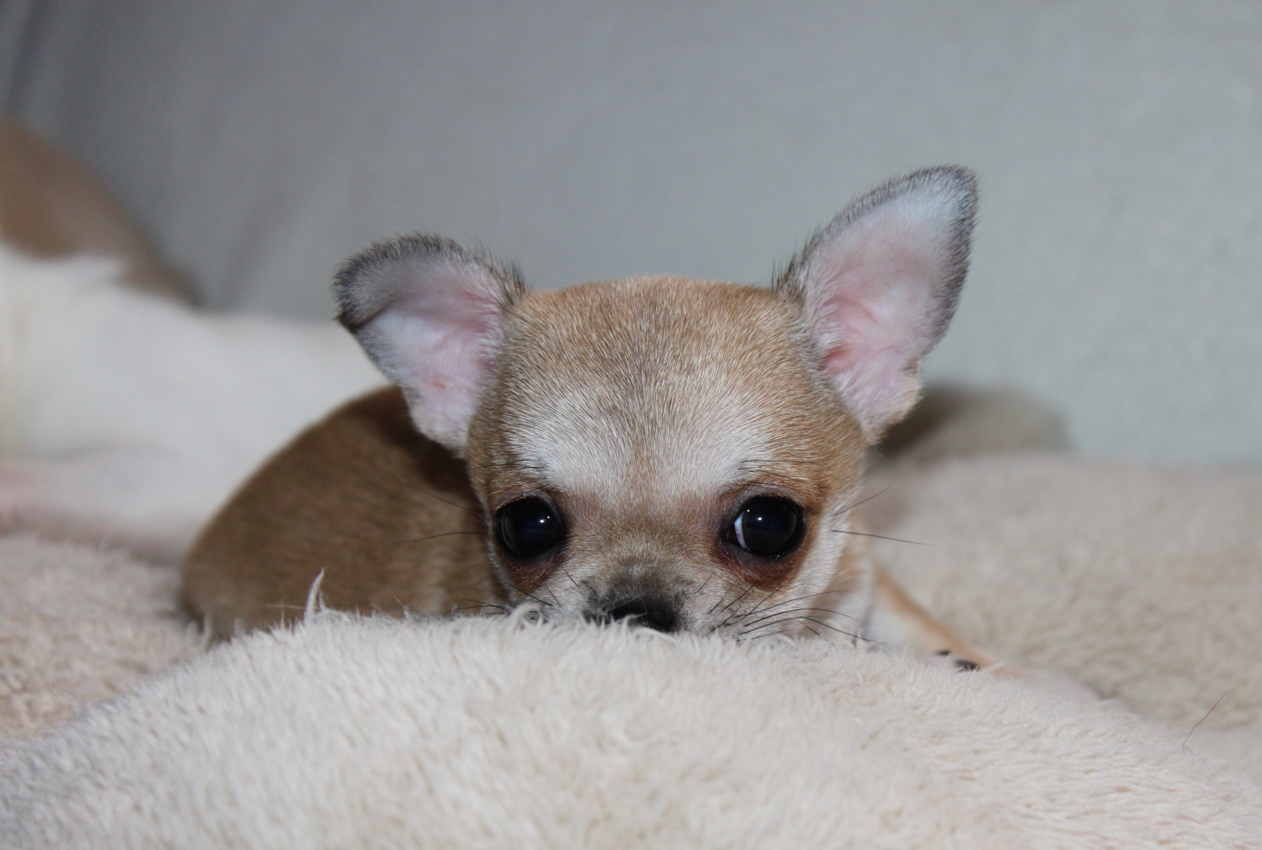 Rêva de la Chihuahua Attitude