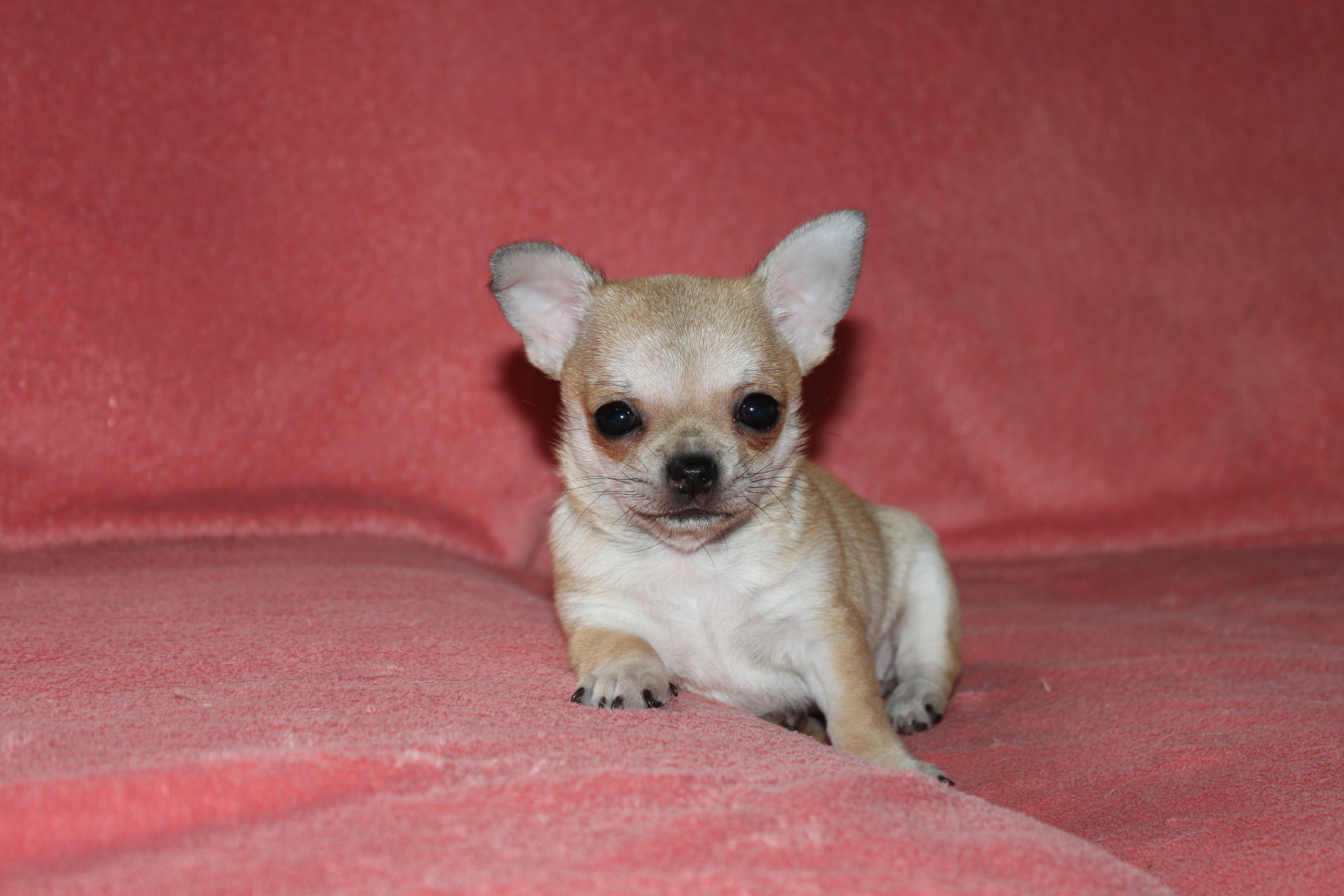 Rêva de la Chihuahua Attitude
